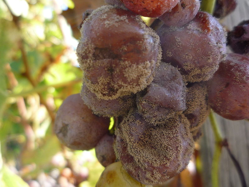 Botritis cinera en bayas de uva