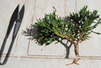 juniper propagation