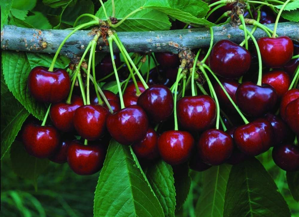 how to plant sweet cherry