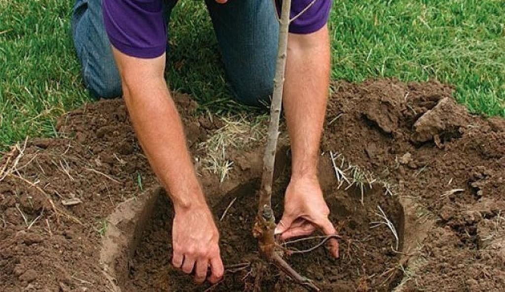 comment planter des cerises douces