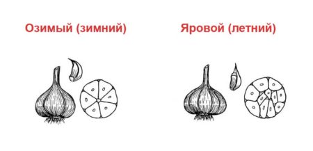 Spring and winter garlic differences