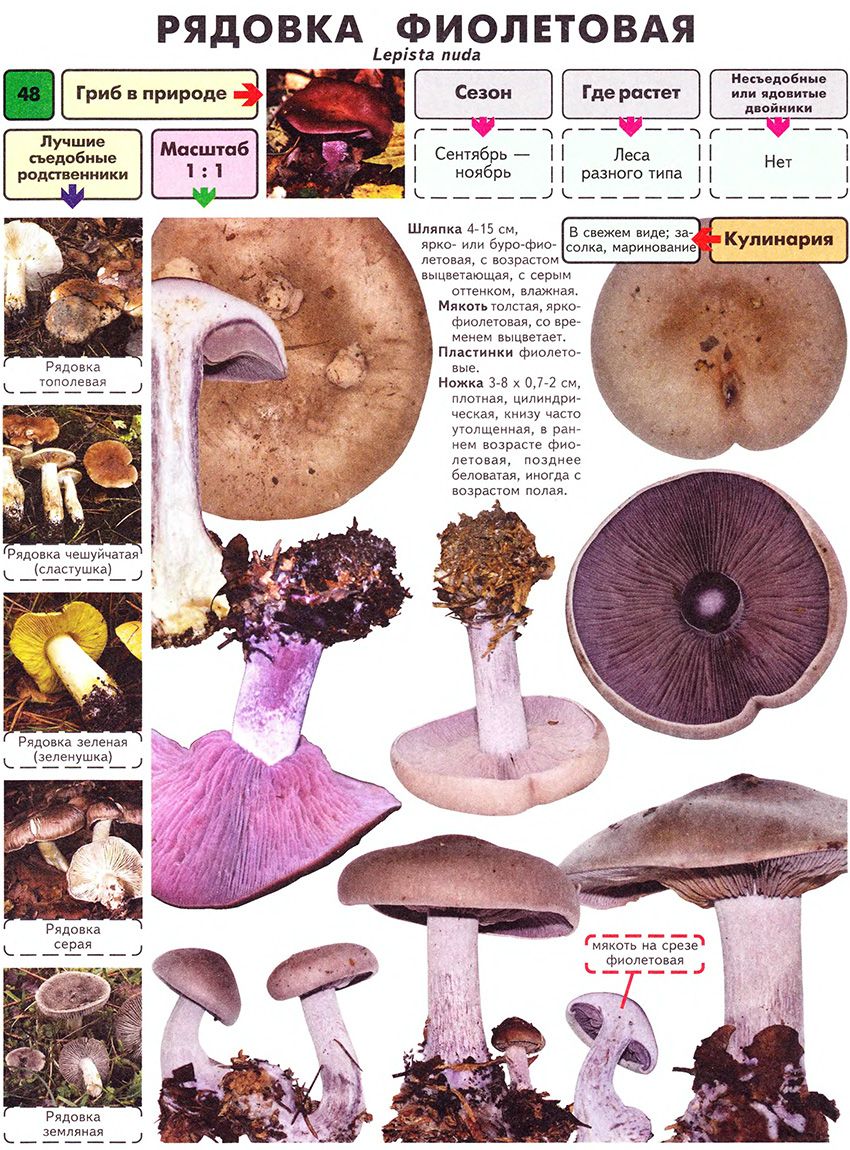 General information about the mushroom
