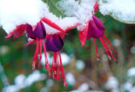 Fuchsia in winter
