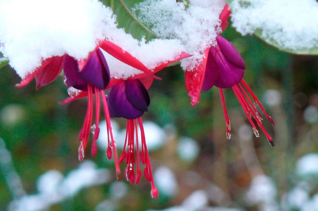Fuchsia pada musim sejuk
