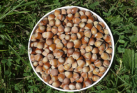 Ako zasadiť lieskové orechy na jeseň