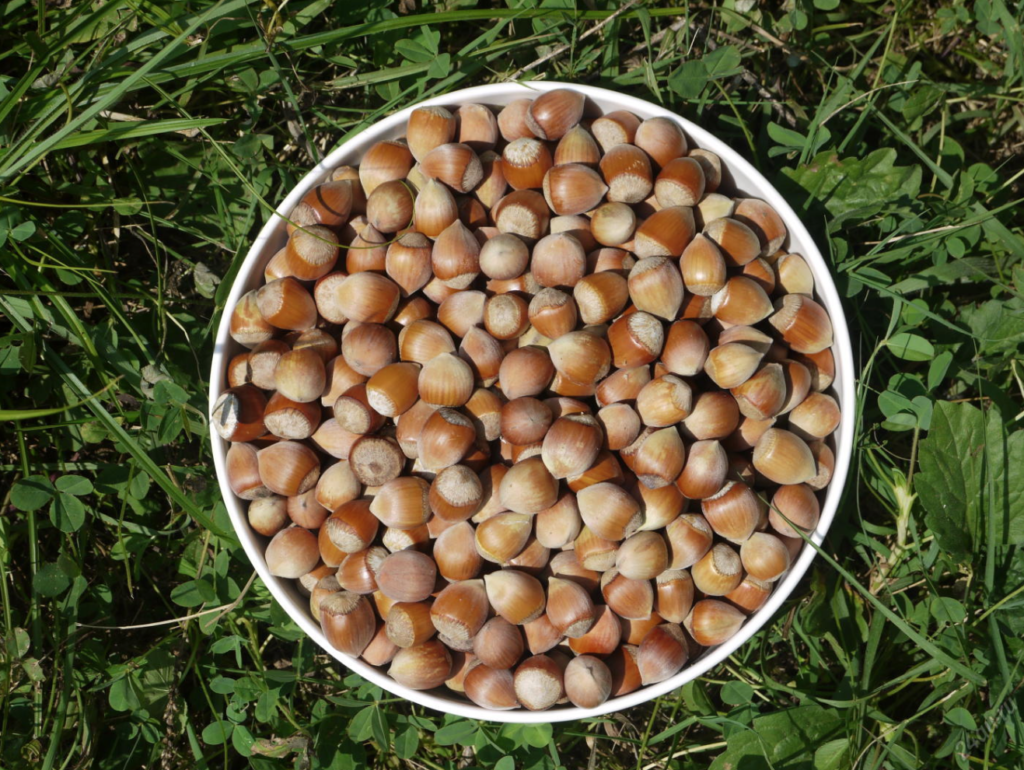 Bagaimana untuk menanam kacang hazel pada musim gugur