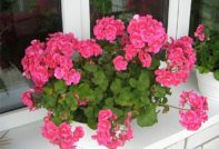 how to cut geraniums in autumn