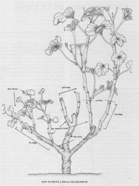 geranium pruning