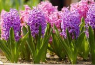 plant hyacinten in de herfst
