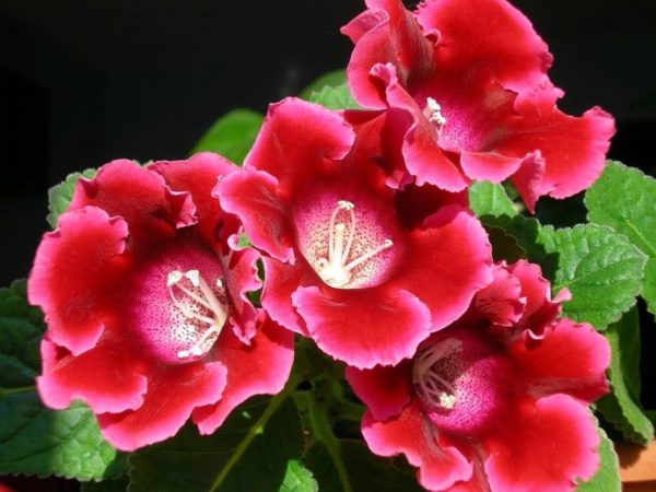 gloxinia in autumn and winter