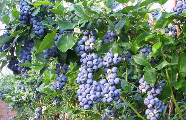 blueberries pada musim luruh