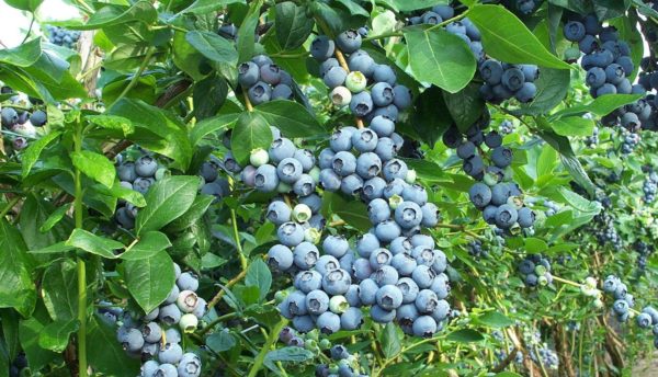 penjagaan blueberry musim luruh