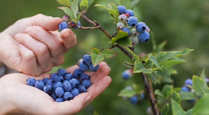 untuk menutup blueberries untuk musim sejuk