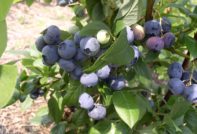 Blueberry garden