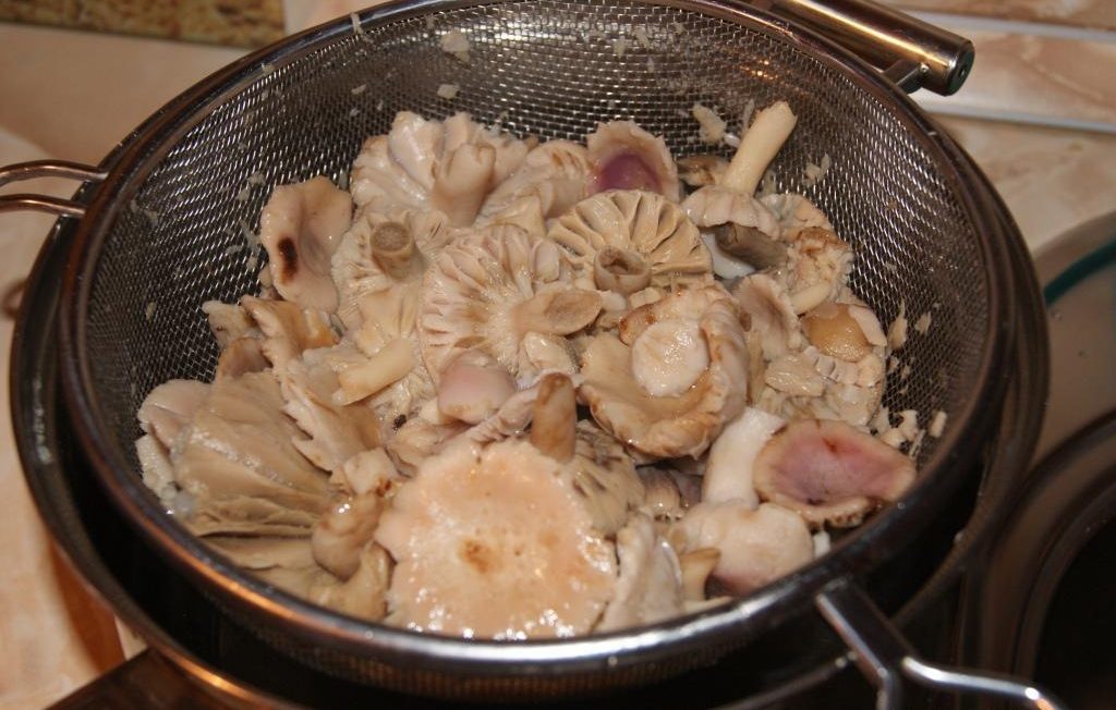 Cooking Russula