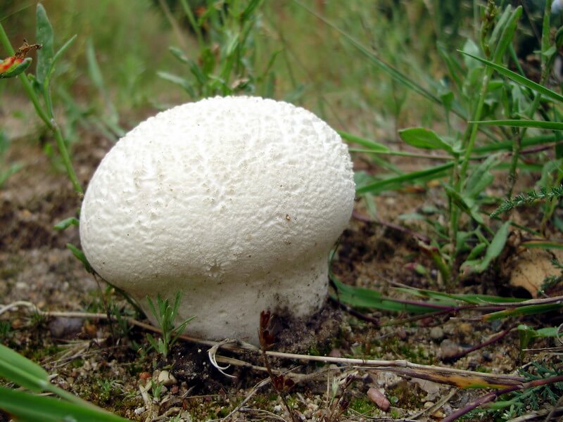 Mushroom golovach