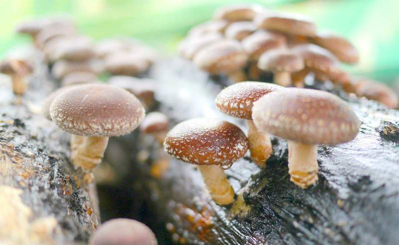 The beneficial properties of shiitake