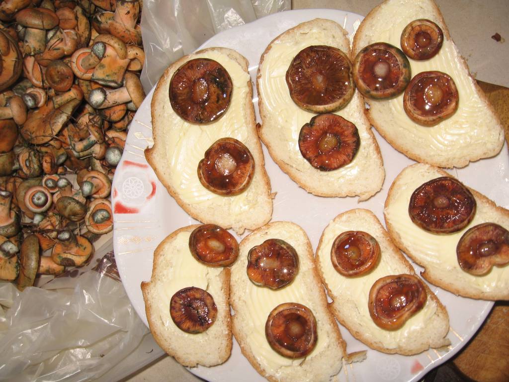Sandwiches with saffron mushrooms