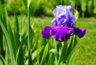 care for irises in the fall