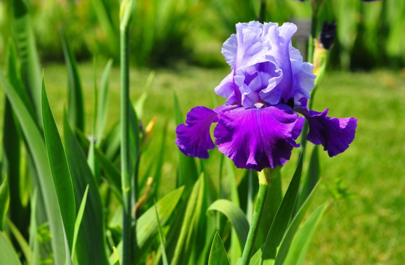 care for irises in the fall