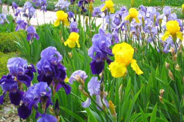winter iris care