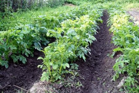 Fertilizers for fall of potato beds
