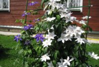 Clematis propagation by cuttings in autumn