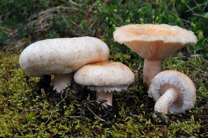 Useful properties of the mushroom