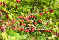 Gooseberry Care in Autumn