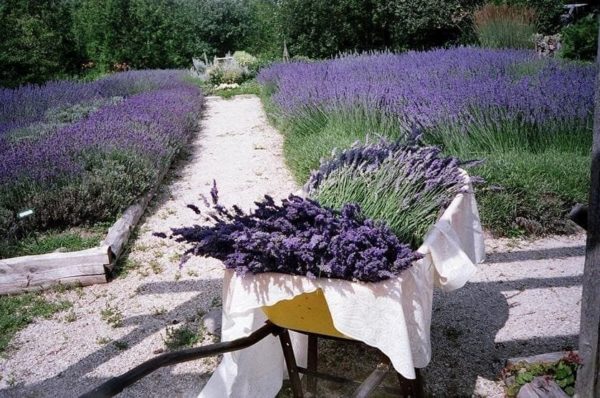 lavender care