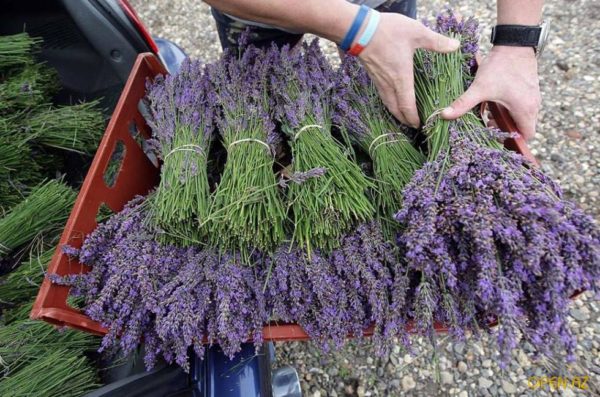 pruning lavender