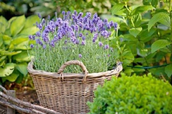 top dressing lavender
