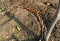 how to keep the vine in winter