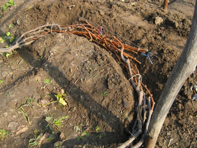 how to keep the vine in winter