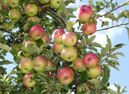 شجرة التفاح ماك