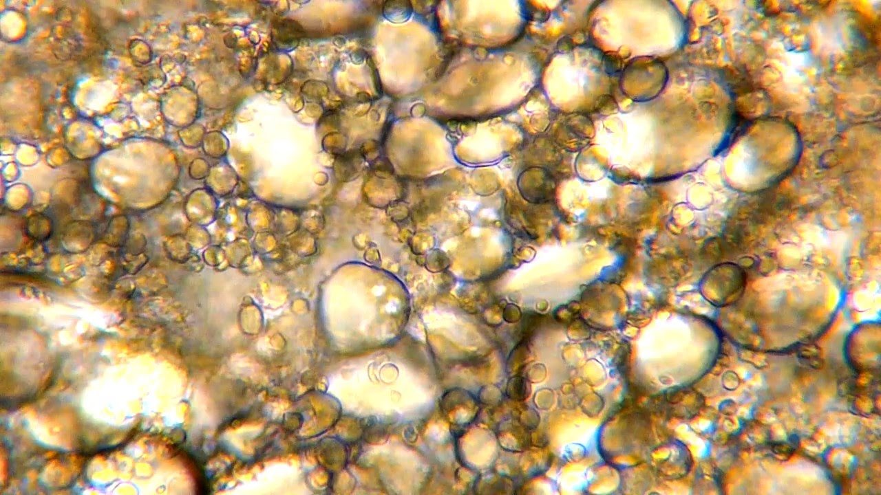 Levadura microscópica