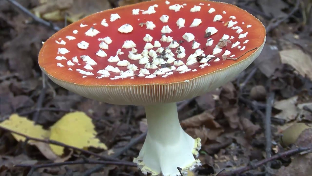 The use of fly agaric in medicine