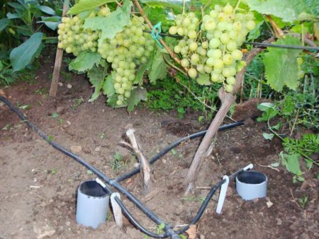 Watering grapes