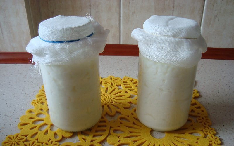 פטריית חלב בצנצנת