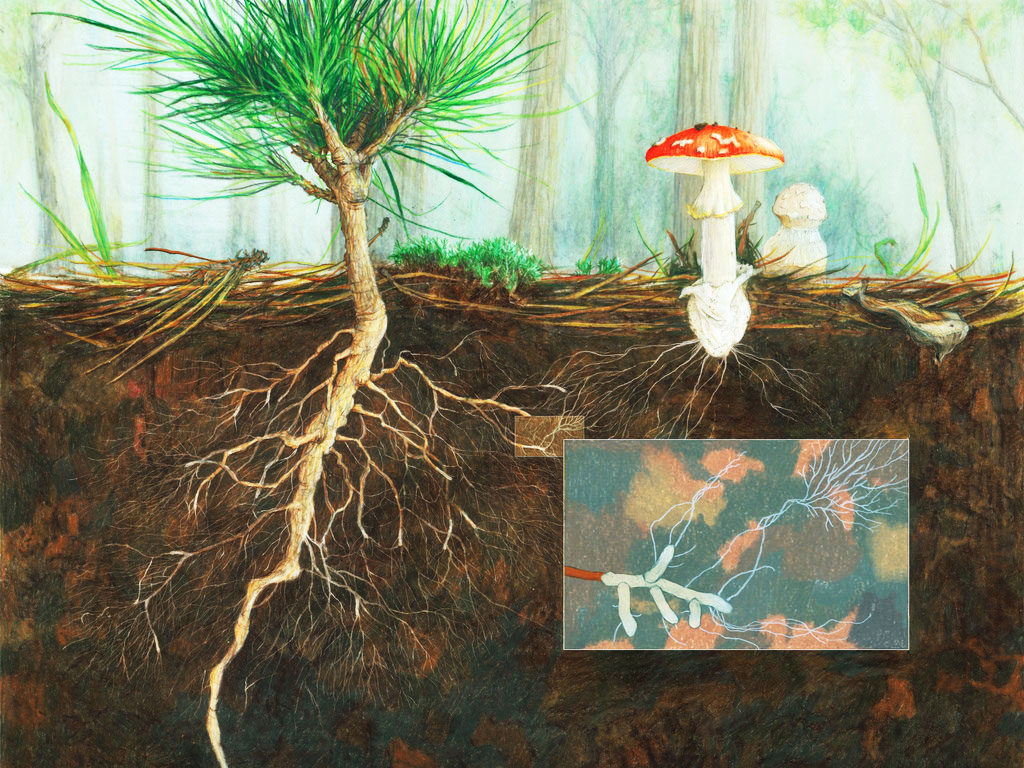 mykorrhiza