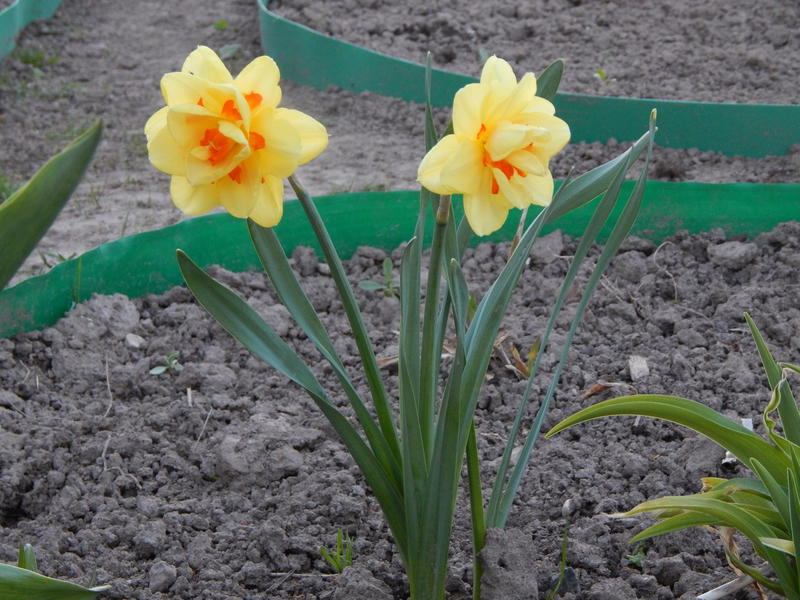 Daffodils landing in the fall