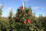 подрязване на ябълкови дървета през есента