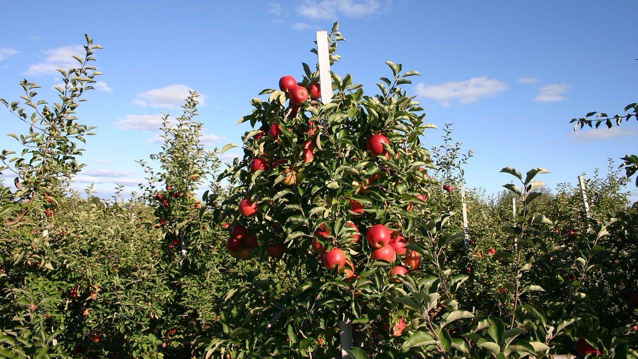 גיזום עצי תפוחים בסתיו