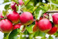 Herfst variëteiten van appelbomen