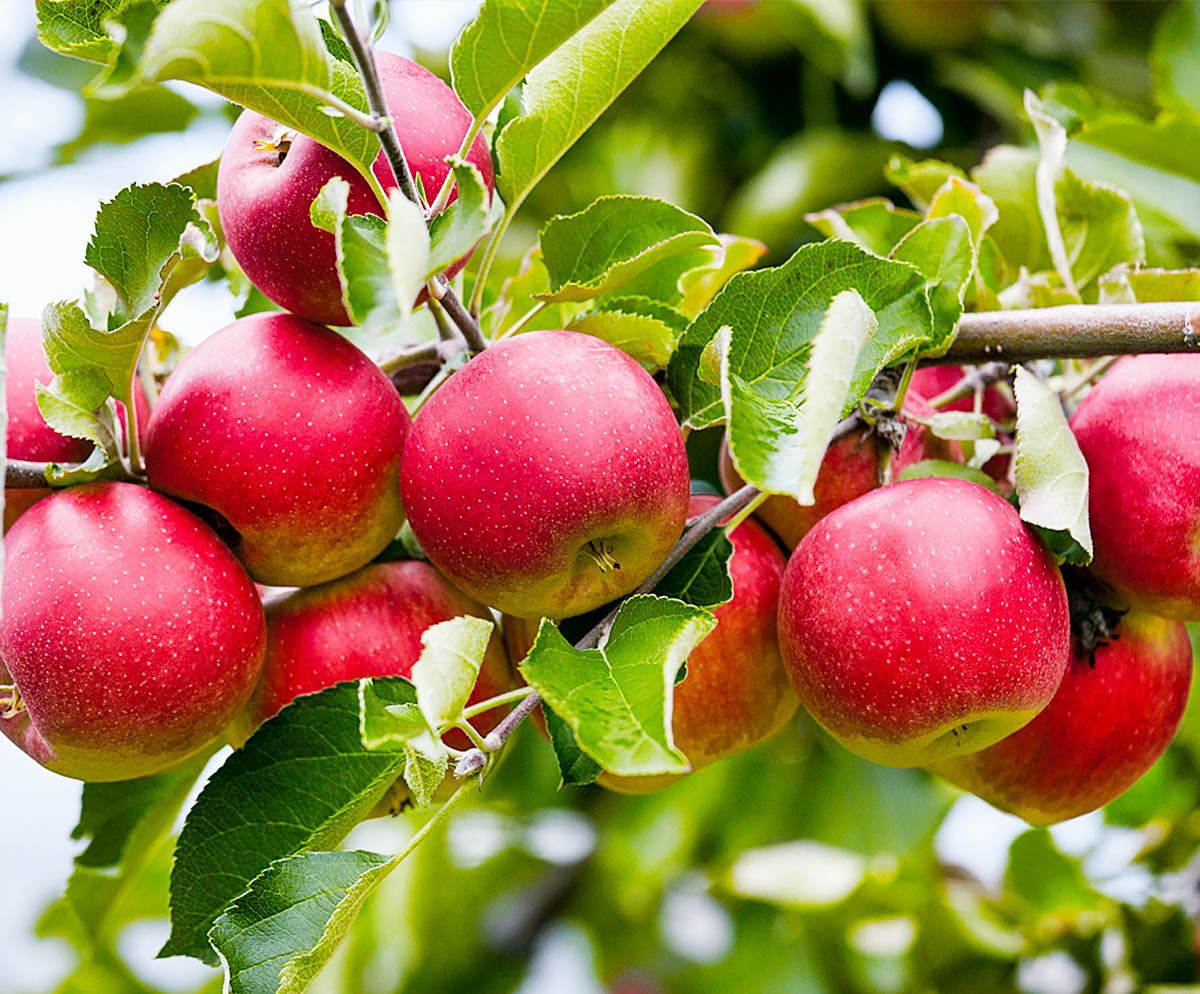 Autumn varieties of apple trees