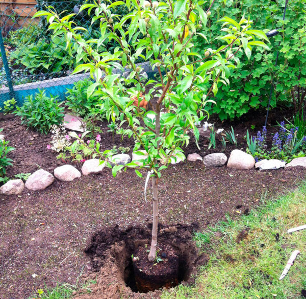 how to plant a peach