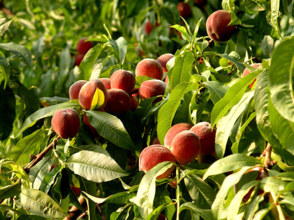 persika plantering och vård