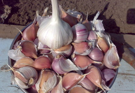 Cum se prepară usturoiul pentru plantare