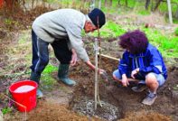 la gente planta un árbol