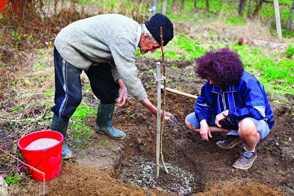 la gente planta un árbol